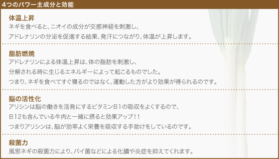 【4つのパワー主成分と効能】[体温上昇]ネギを食べると、ニオイの成分が交感神経を刺激し、アドレナリンの分泌を促進する結果、発汗につながり、体温が上昇します。[脂肪燃焼]アドレナリンによる体温上昇は、体の脂肪を刺激し、分解される時に生じるエネルギーによって起こるものでした。つまり、ネギを食べてすぐ寝るのではなく、運動した方がより効果が得られるのです。[脳の活性化]アリシンは脳の働きを活発にするビタミンＢ1の吸収をよくするので、Ｂ12も含んでいる牛肉と一緒に摂ると効果アップ！！つまりアリシンは、脳が効率よく栄養を吸収する手助けをしているのです。[殺菌力]風邪ネギの殺菌力により、バイ菌などによる化膿や炎症を抑えてくれます。